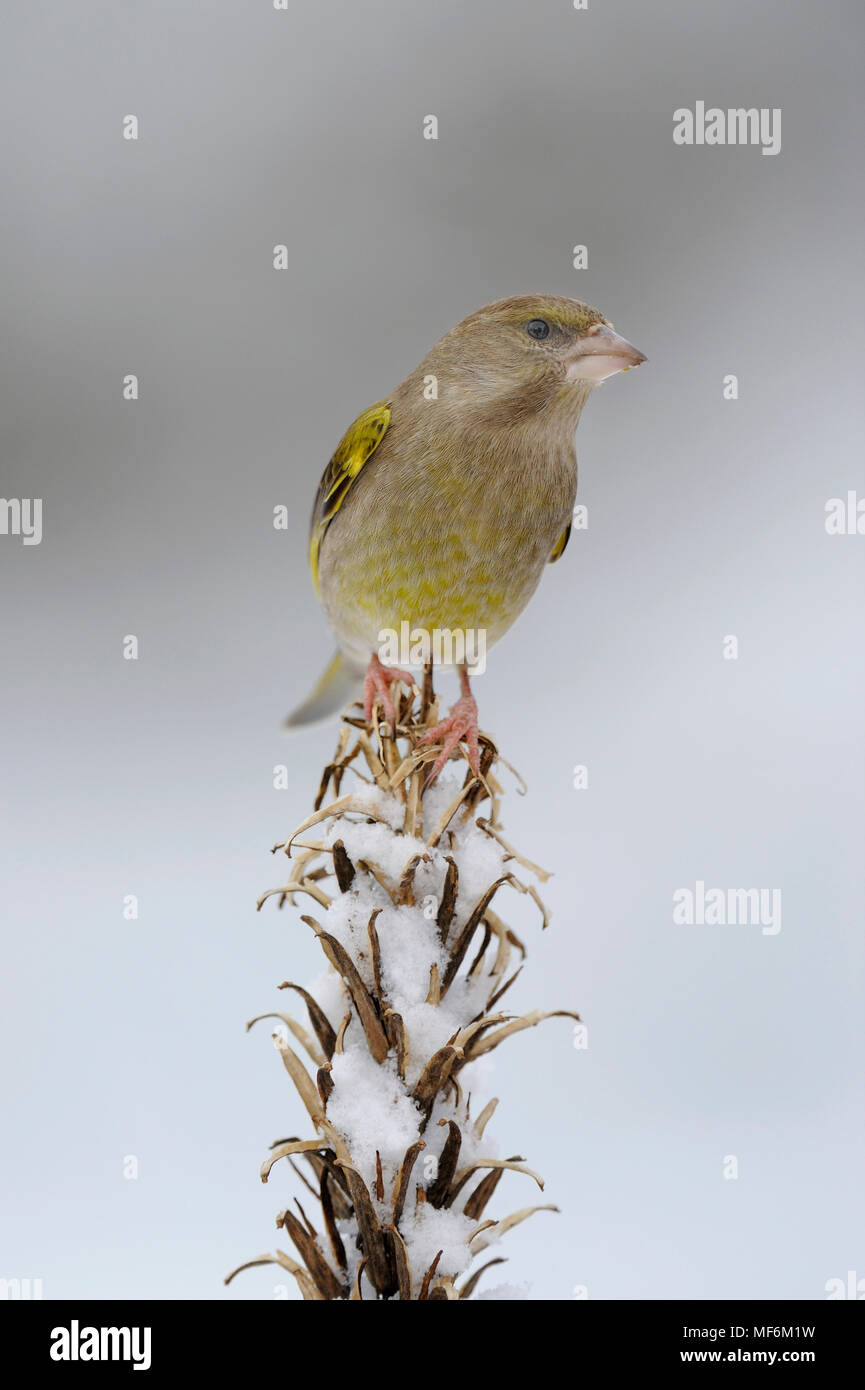 Male Greenfinch on evening primrose seedhead in snow Stock Photo