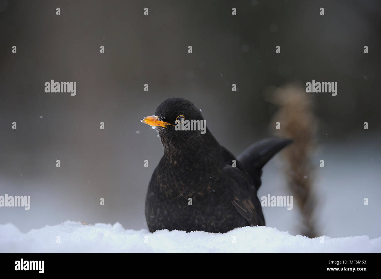 Male Blackbird in falling snow Stock Photo