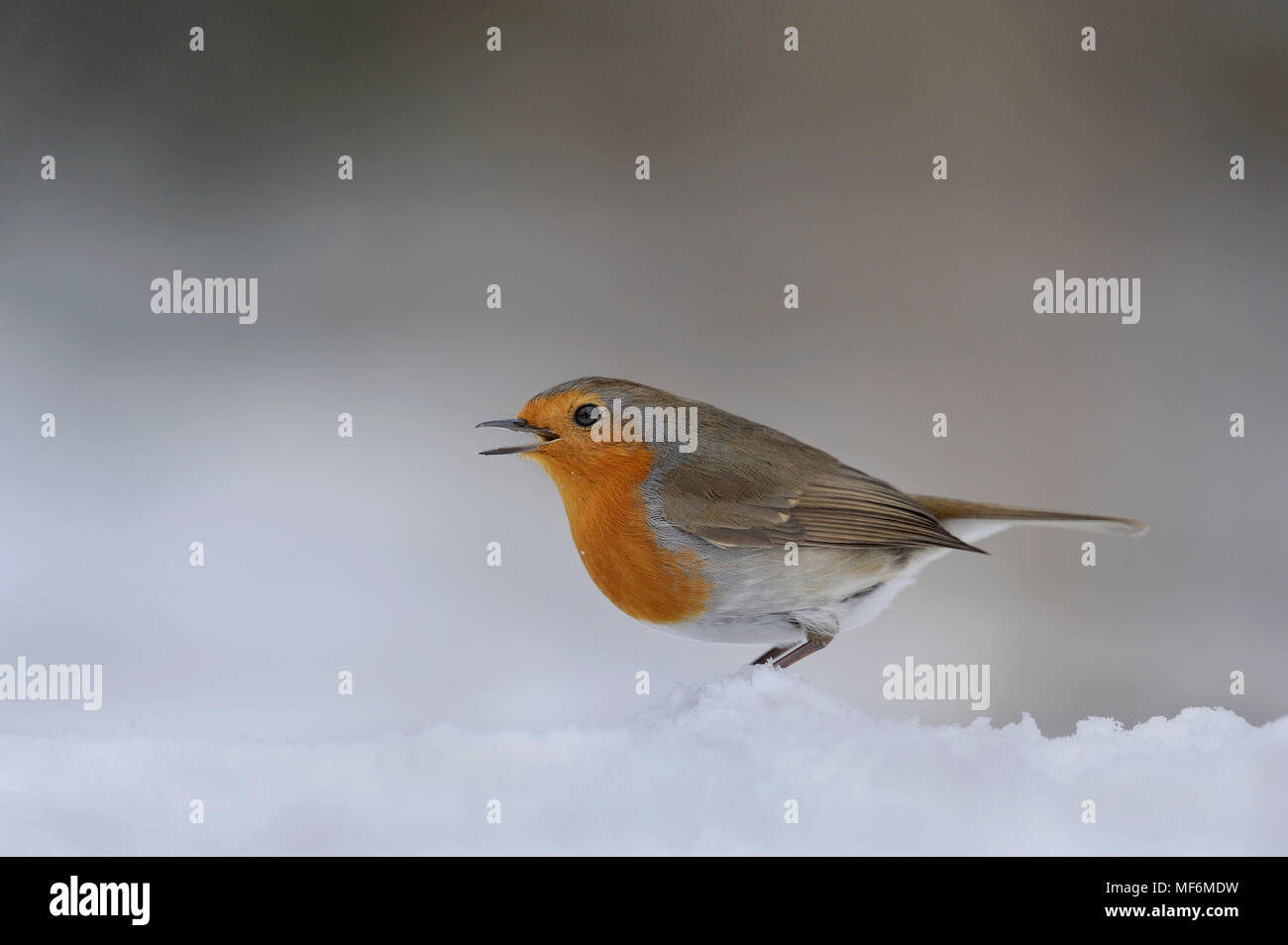 Robin calling to mate during let up from snowfall Stock Photo