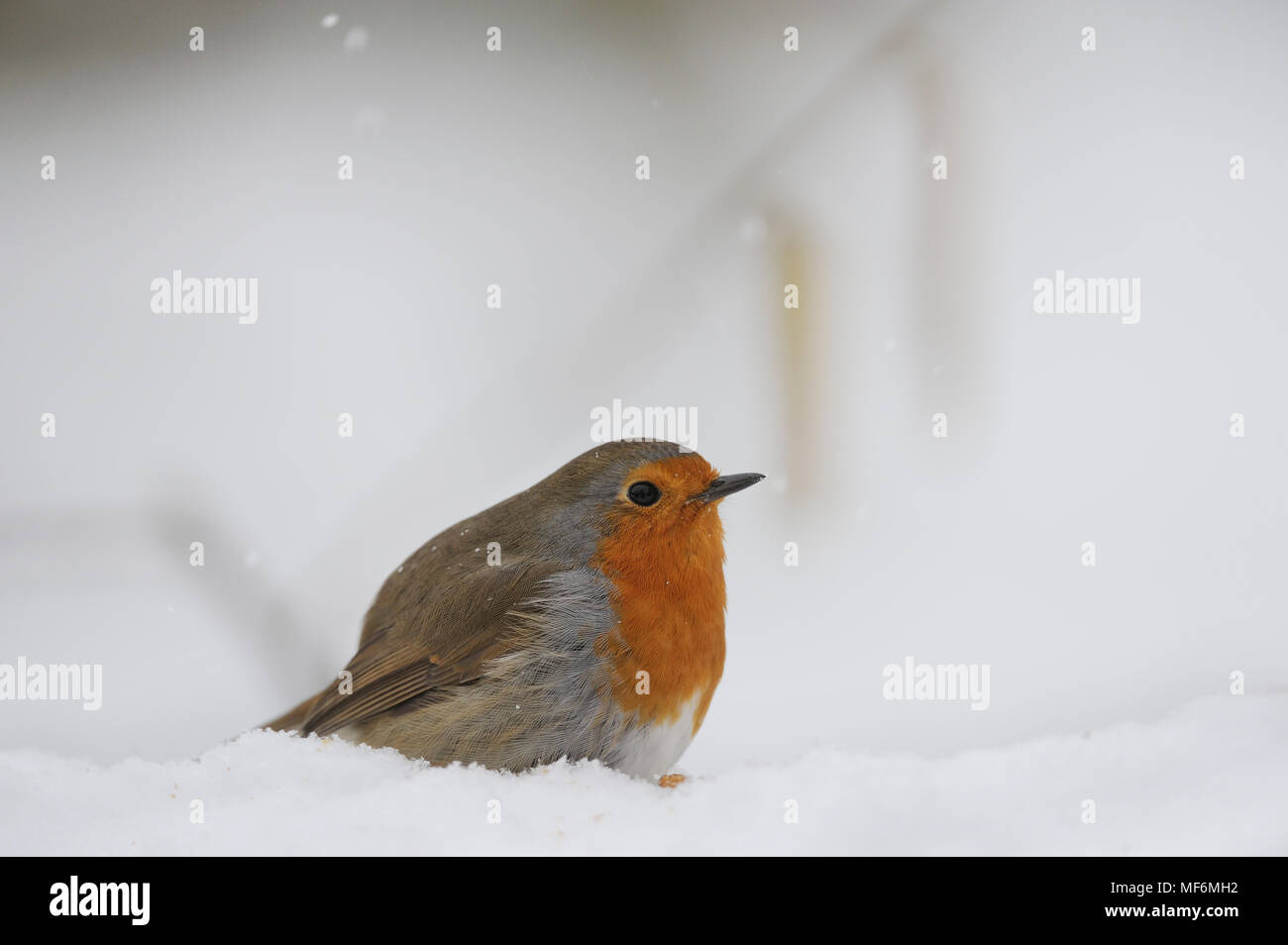 Robin in the snow Stock Photo
