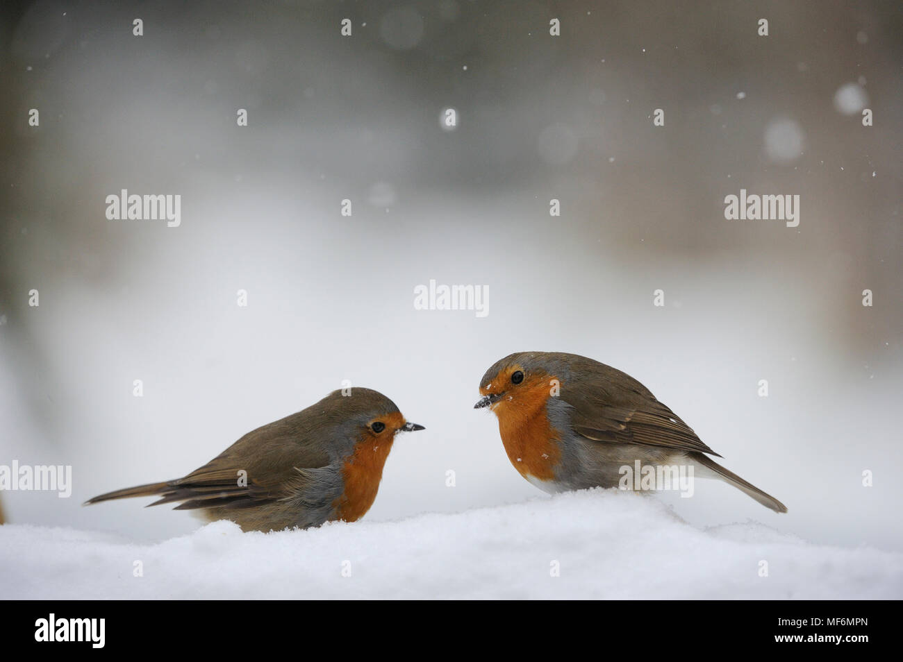 Robins in falling snow Stock Photo