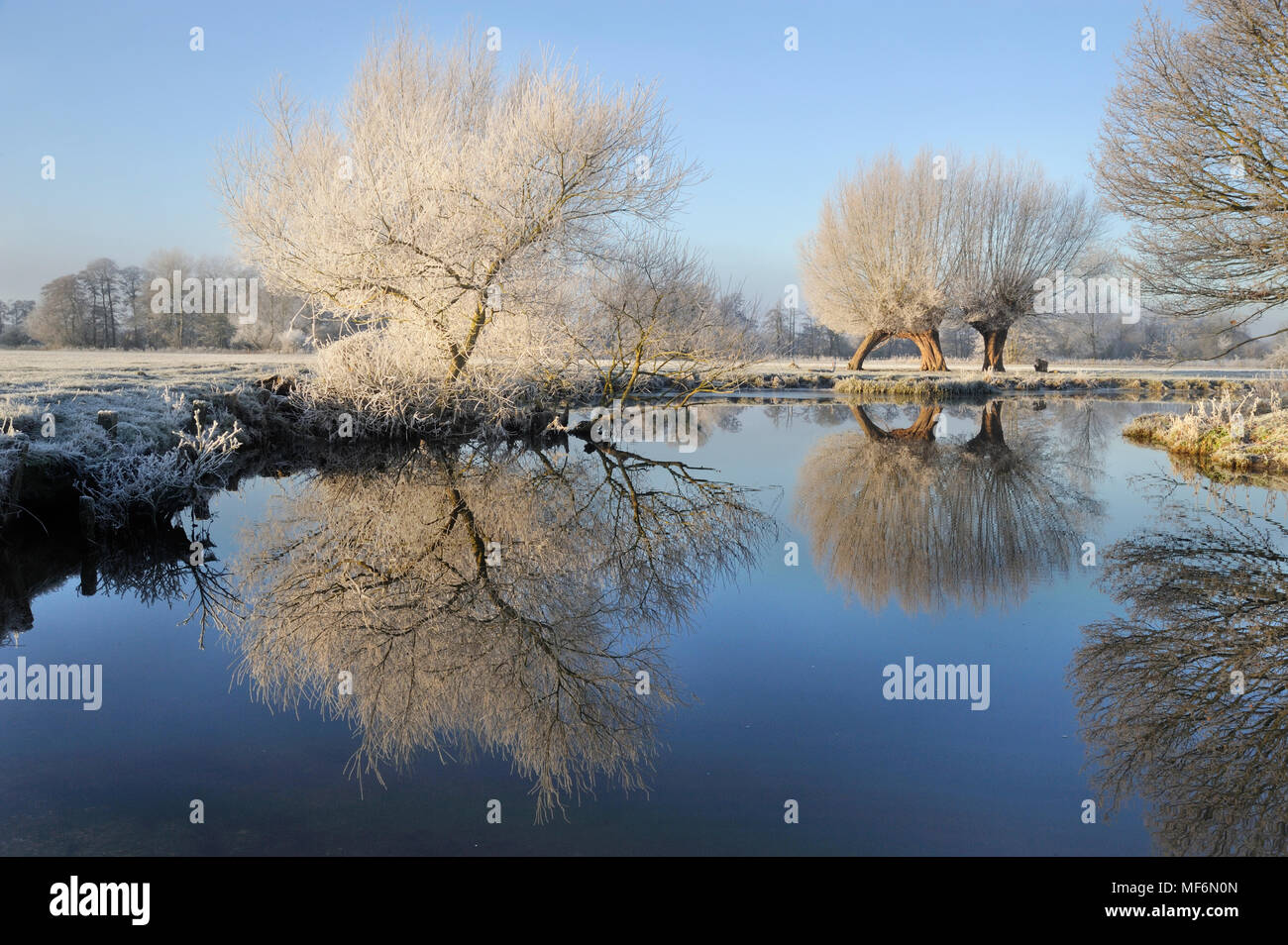 Willow trees in hoar frost and reflections in the river Stour, Stour valley, Constable Country, Dedham Vale, Flatford, Dedham, Essex /Suffolk Borders Stock Photo
