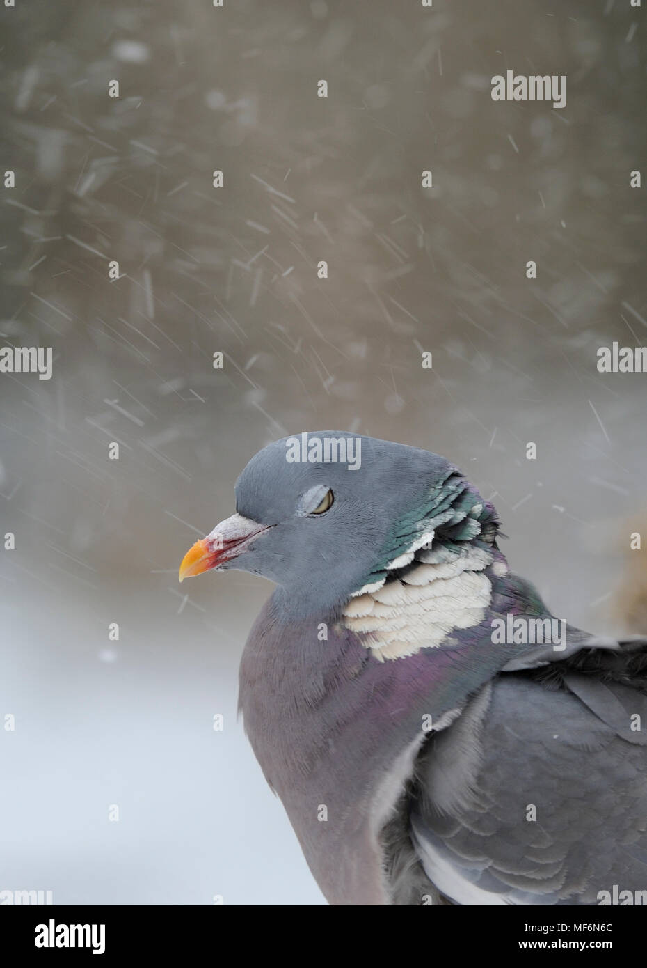 Woodpigeon in blizzard, blinking due to blowing snow Stock Photo