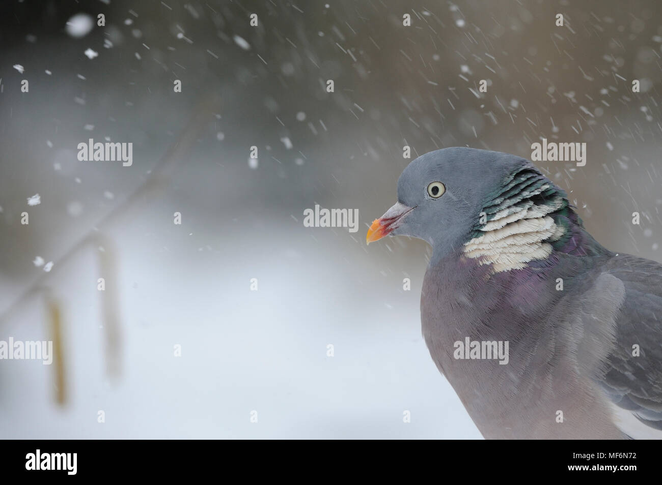 Woodpigeon in blizzard Stock Photo