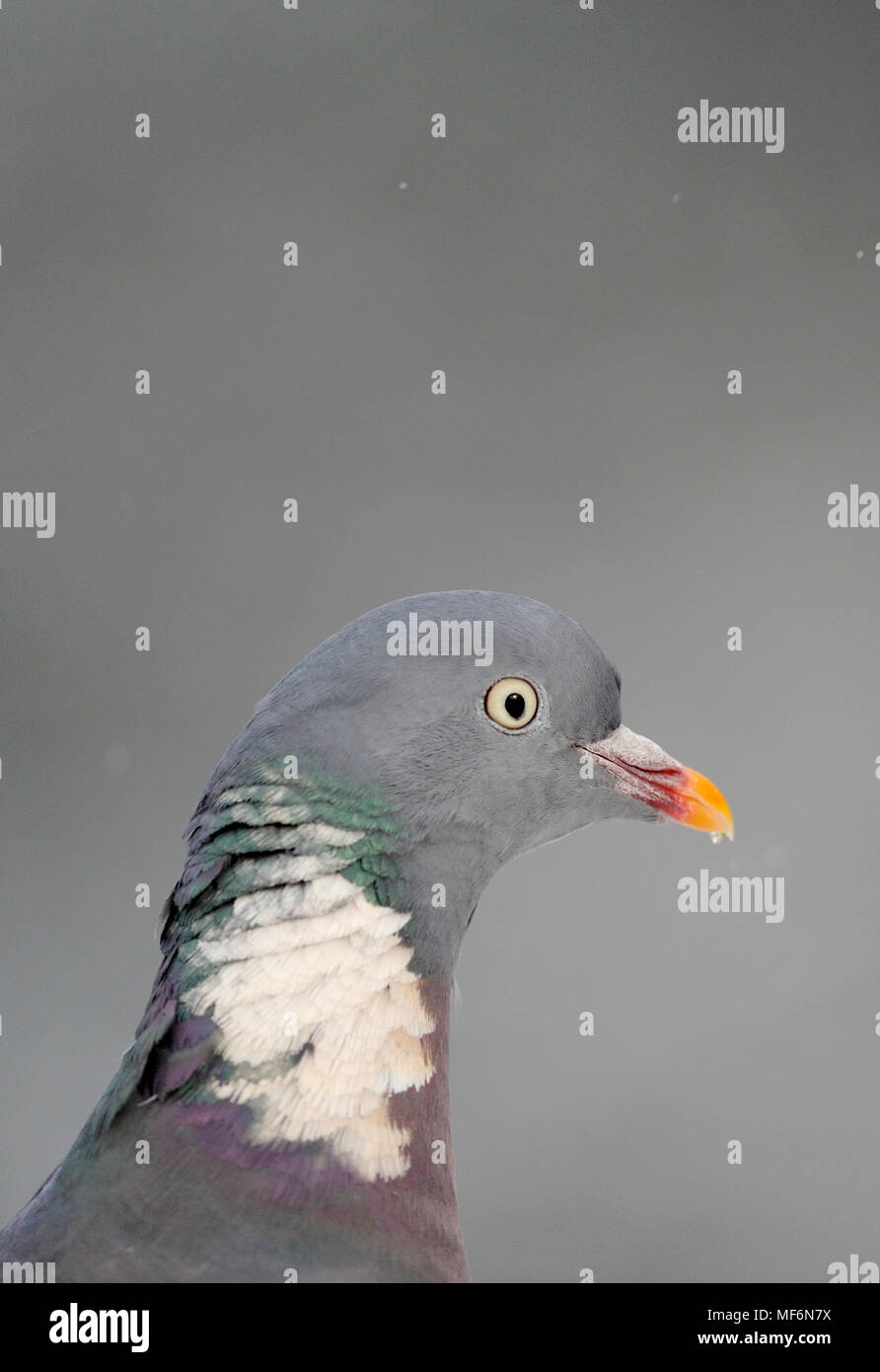 Portrait of a Woodpigeon Stock Photo