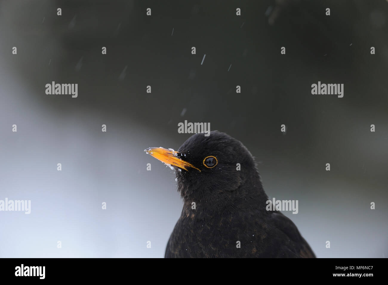 Portrait of Male Blackbird in falling snow Stock Photo