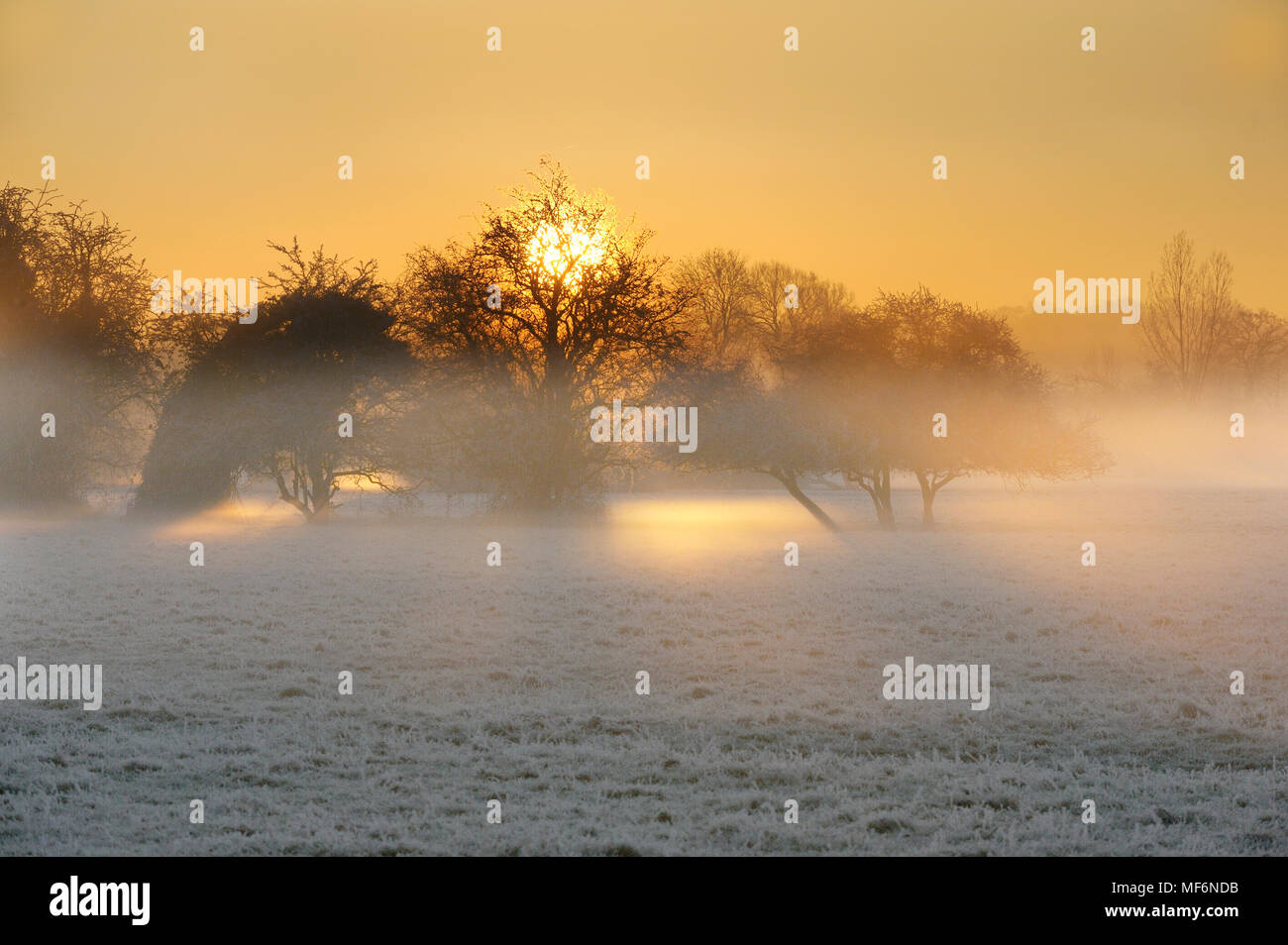 Trees in freezing Fog beside the river Stour, with morning sun breaking through the fog into the river valley Stock Photo