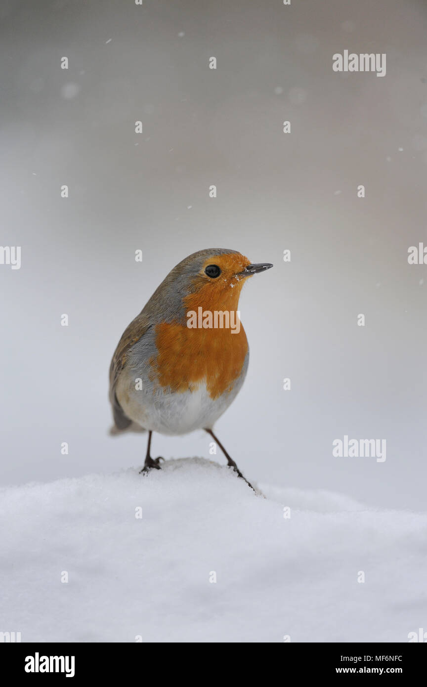 Robin and falling snow Stock Photo