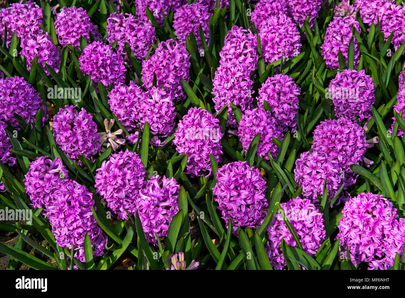 Garden Hyacinth (Hyacinthus orientalis), Keukenhof, Lisse, The Netherlands Stock Photo