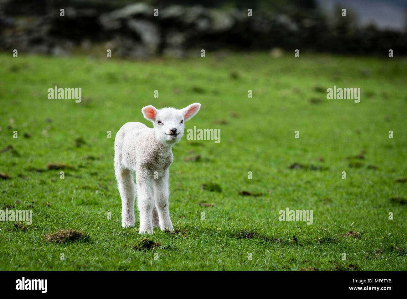 Spring lamb, Haworth, West Yorkshire, England Stock Photo Alamy