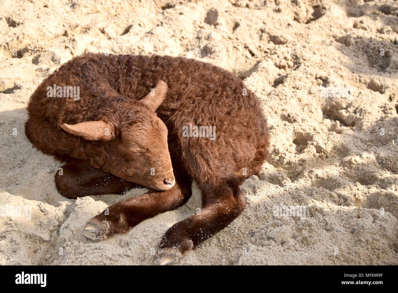 A little brown new born lamb sleeping curled up in the sand on the floor. Stock Photo