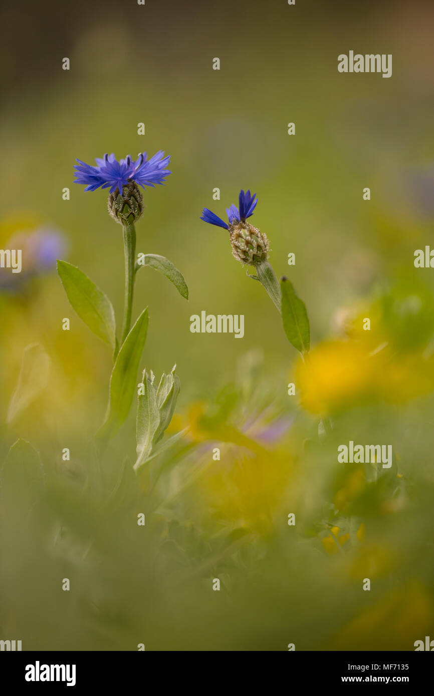 Syrian Cornflowerthistle, or Knapweed Centaurea cyanoides