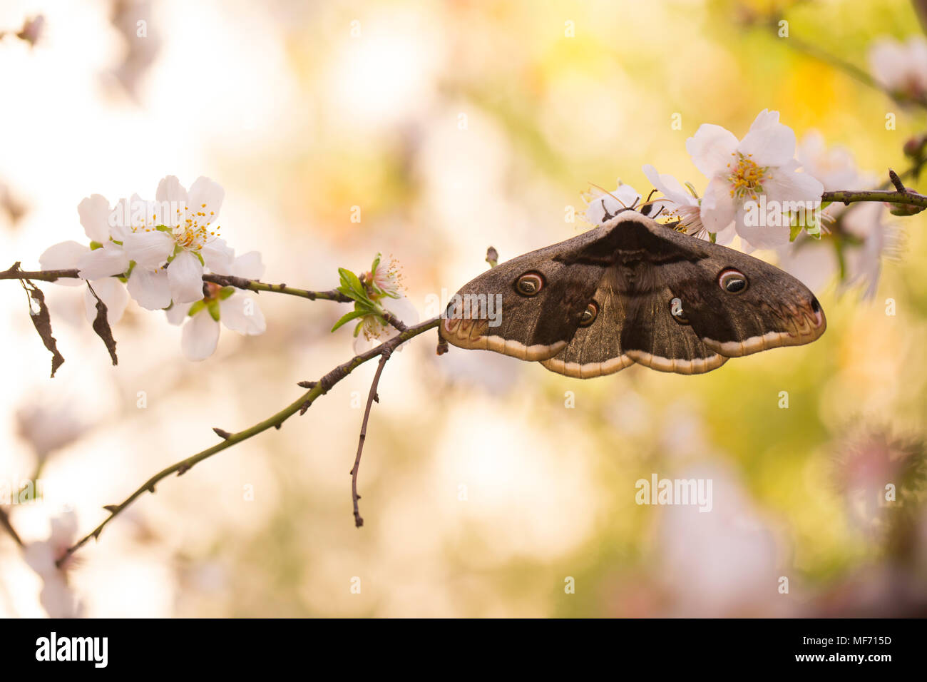 Saturnia pyri, the giant peacock moth, also called the great peacock moth, giant emperor moth, or Viennese emperor, is a Saturniid moth which is nativ Stock Photo