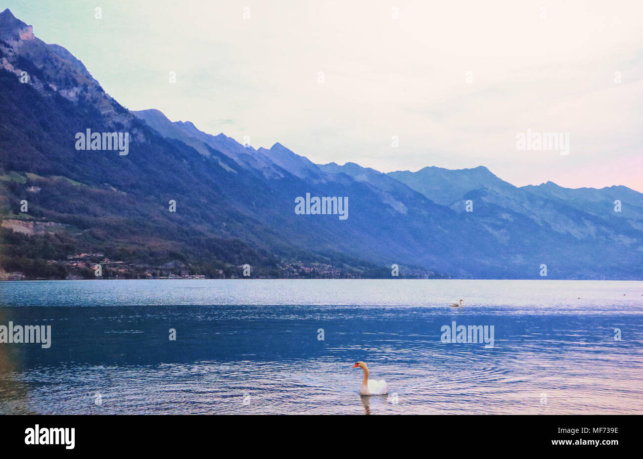 scenery of Lake Brienz in the district of Interlaken Stock Photo - Alamy