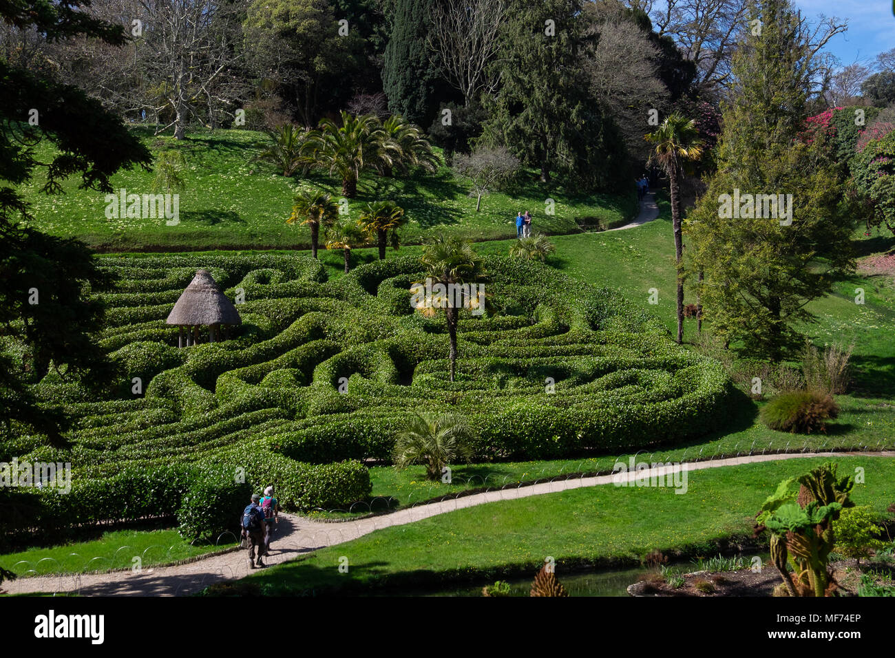 Hillside view through trees of the low hedges maze at Glendurgan