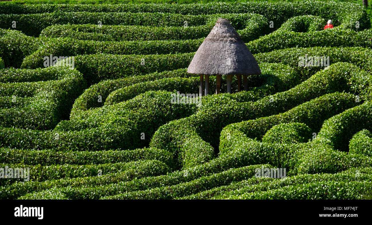 The amazing low hedges maze at Glendurgan Gardens near Mawnan Smith