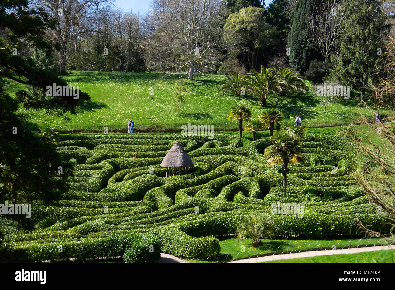 The amazing low hedges maze at Glendurgan Gardens near Mawnan Smith