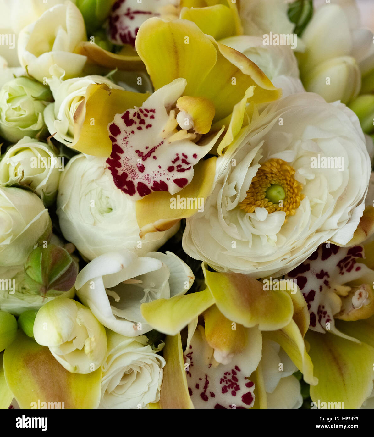 Close Up Of Yellow Orchid With Pink Spotted Interior And Cream Peony Wedding Bouquet Stock Photo Alamy