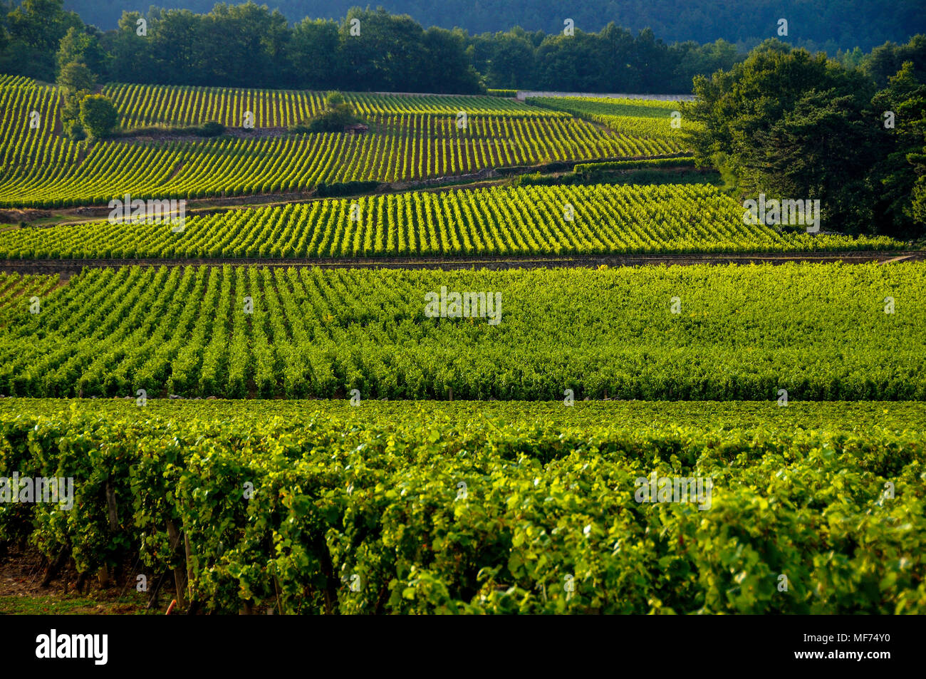 Route des Grands Crus, Meursault, Cotes de Beaune vineyard. Cote d'Or. Cote d'Or, Bourgogne Franche Comte . France Stock Photo
