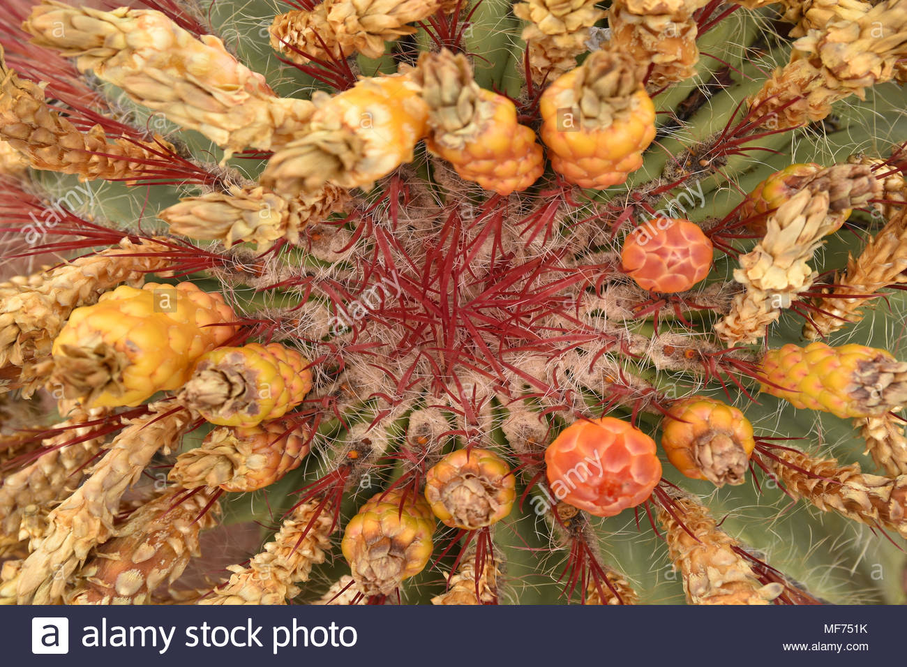 Dried Cactus Flowers High Resolution Stock Photography and Images Alamy