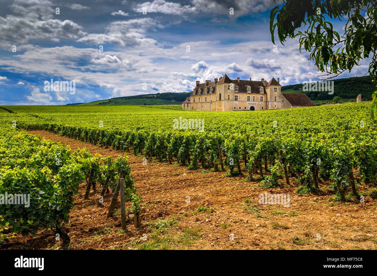 Vineyard Chateau du Clos de Vougeot. Cote d Or. Bourgogne Franche Comte  .France Stock Photo