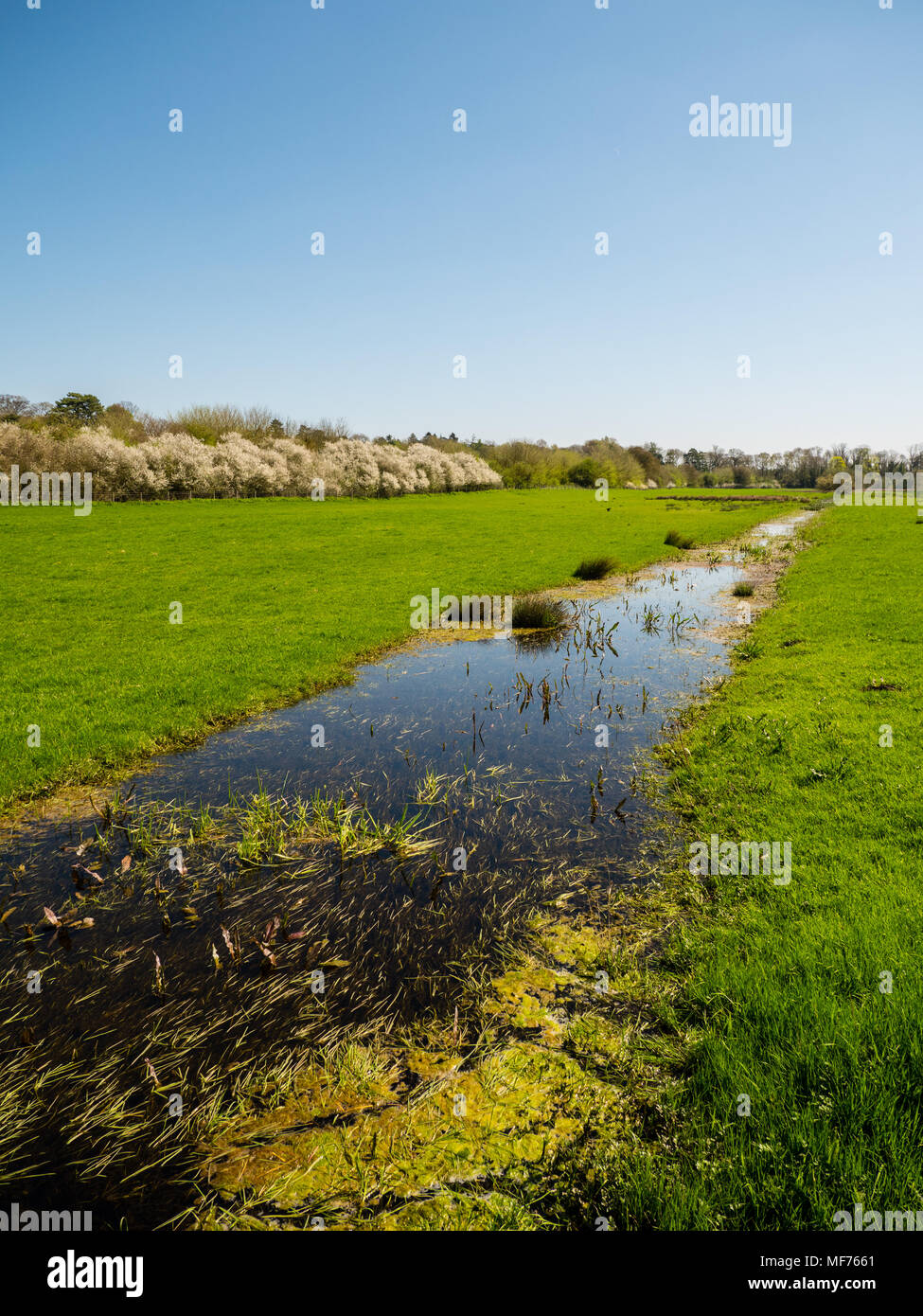 River Kennet Water Meadows, Newbury, Berkshire, England, UK, GB. Stock Photo