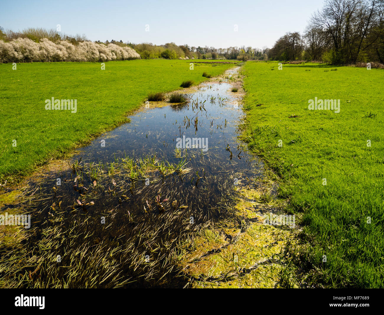River Kennet Water Meadows, Newbury, Berkshire, England, UK, GB. Stock Photo