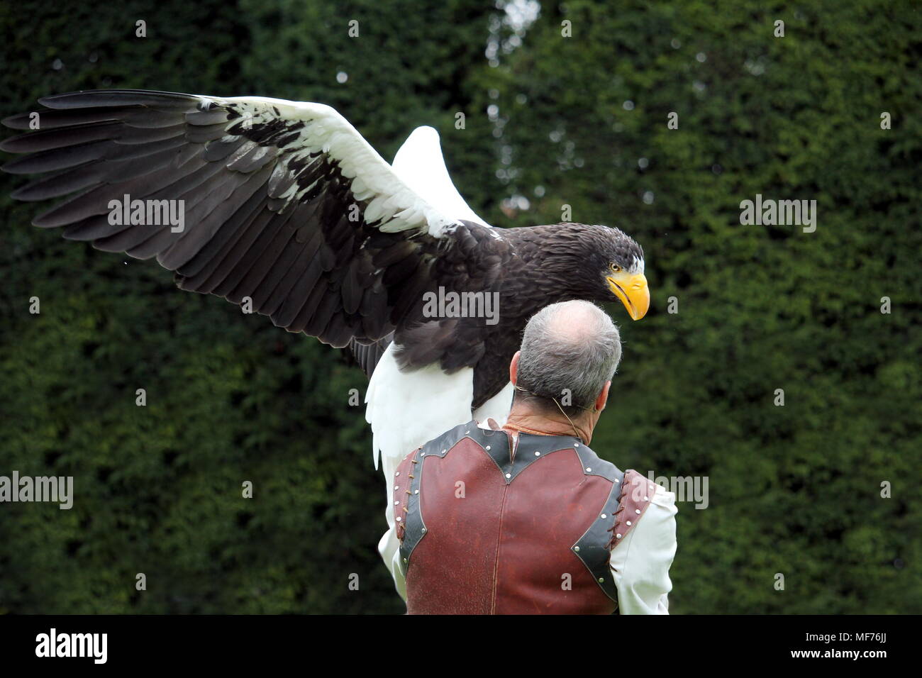 Warwick, UK - September 17 2017: A falconer with his Stellers Sea Eagle (Haliaeetus pelagicus) during a falconry display at Warwick Castle Stock Photo