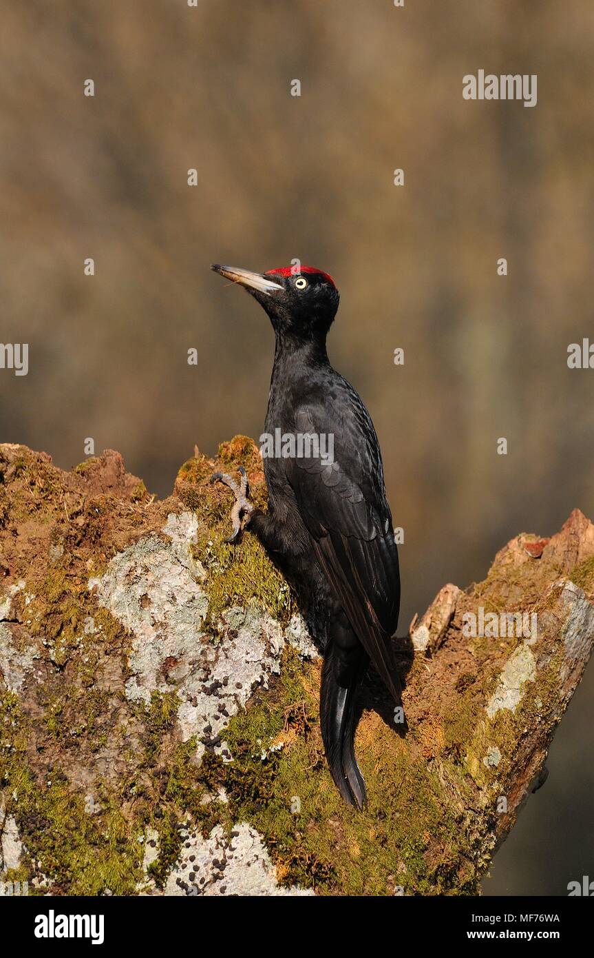 Black Woodpecker Dryocopus Martius Perched On Old Dry Branch In The black-woodpecker-dryocopus-martius-perched-on-old-dry-branch-in-the