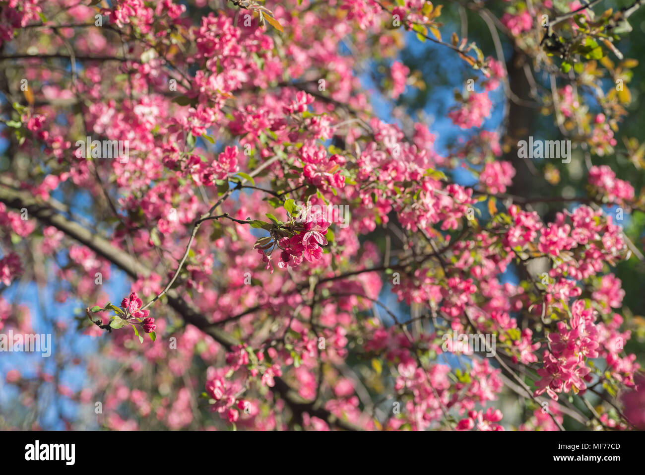 red pink blossoms of  apple tree - botanical name - Malus Purpurea Stock Photo