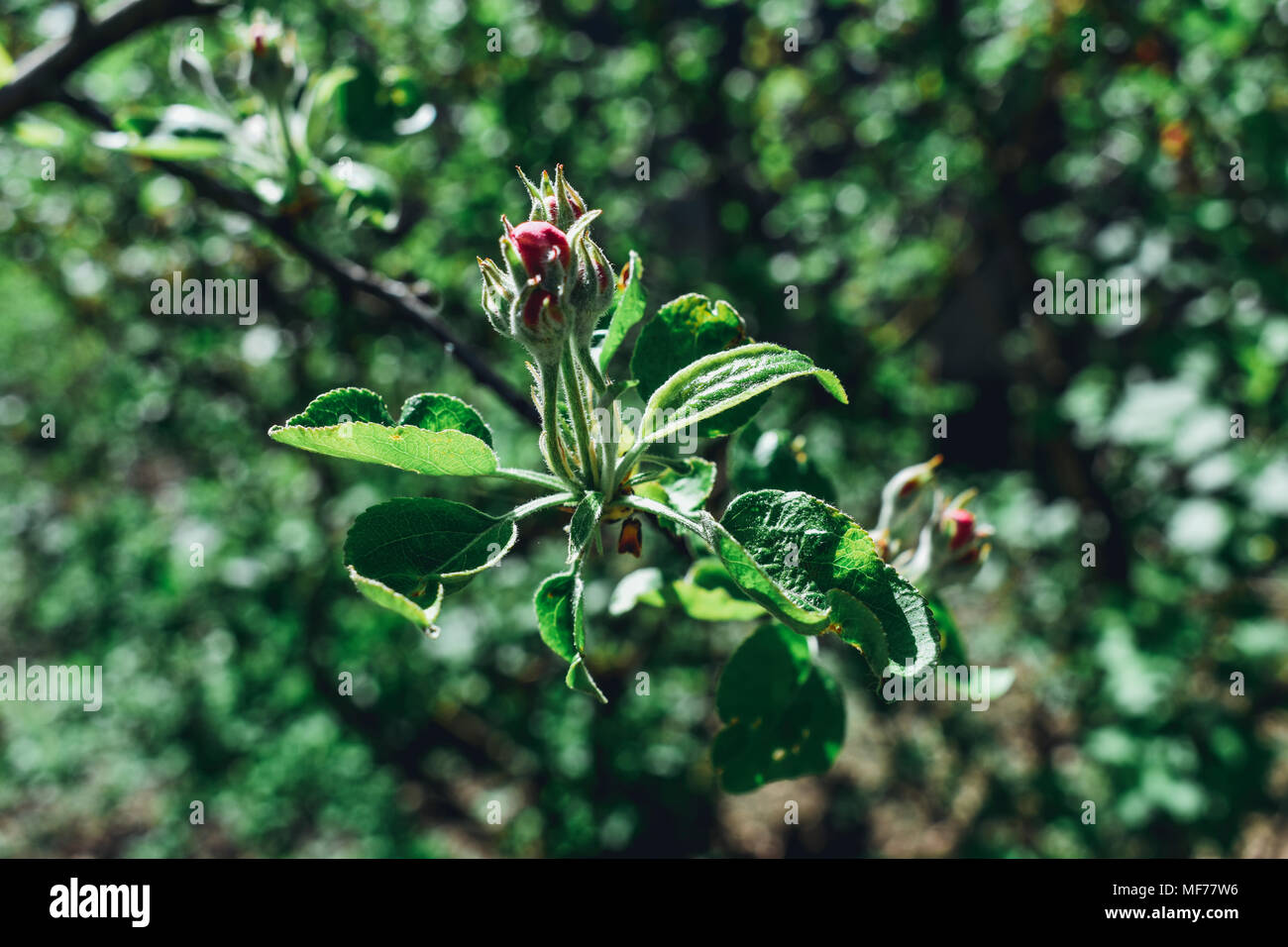 Apple trees in blossom hi-res stock photography and images - Alamy