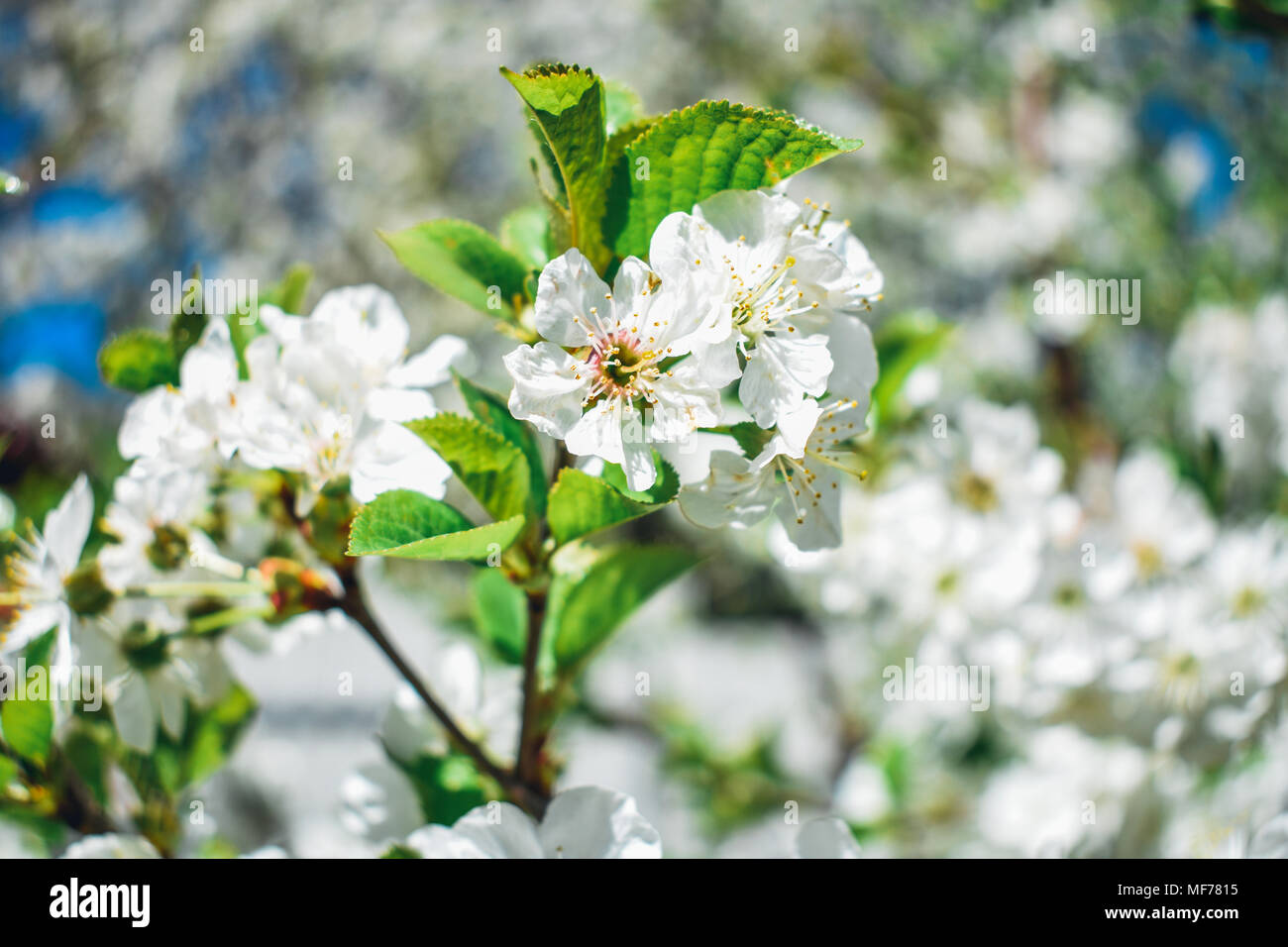 Cherries in bloom Stock Photo