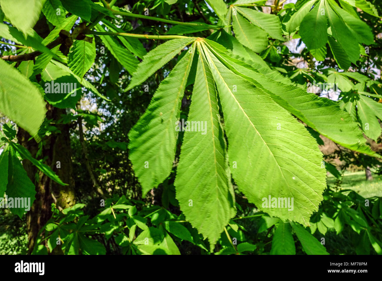 Aesculus hippocastanum, Horse Chestnut Fresh new Leaves Stock Photo