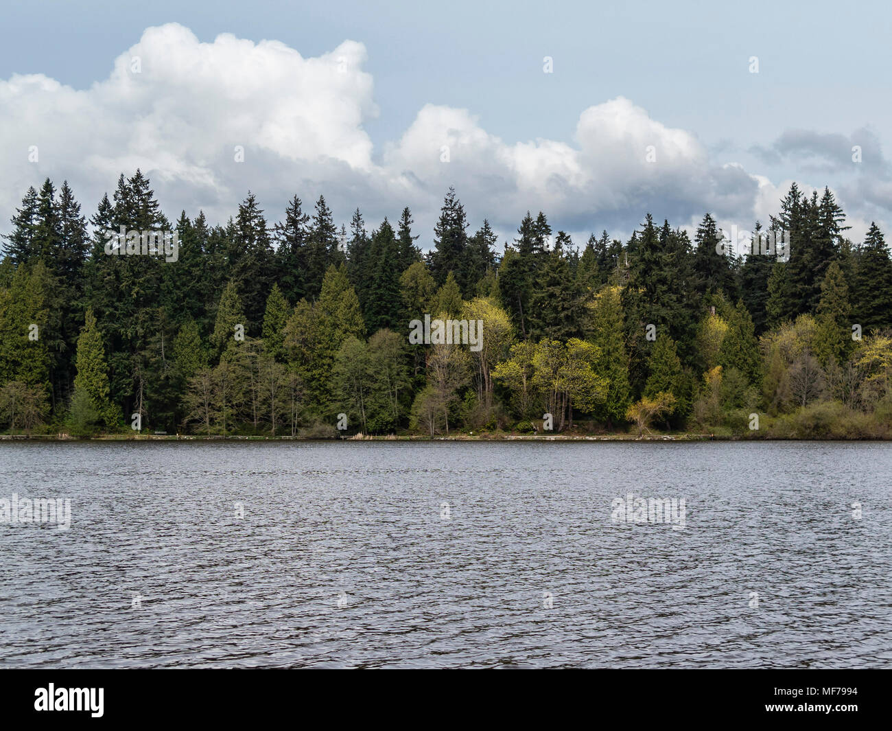 trees by the lakeside of lost lagoon at stanley park in vancouver - horizontal Stock Photo
