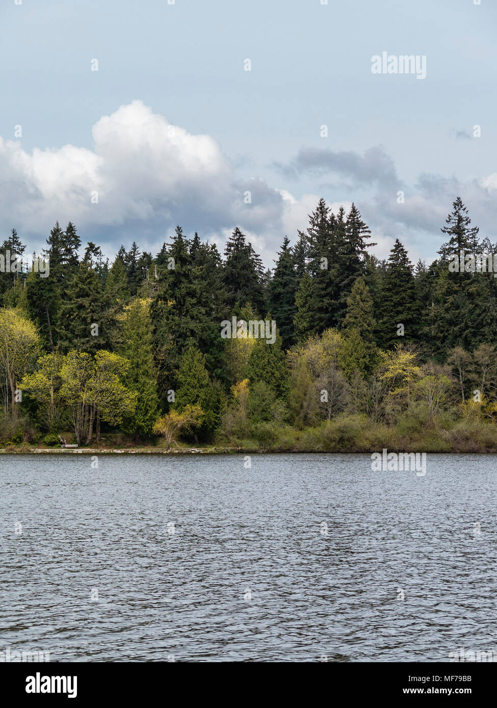 trees by the lakeside of lost lagoon at stanley park in vancouver - vertical Stock Photo