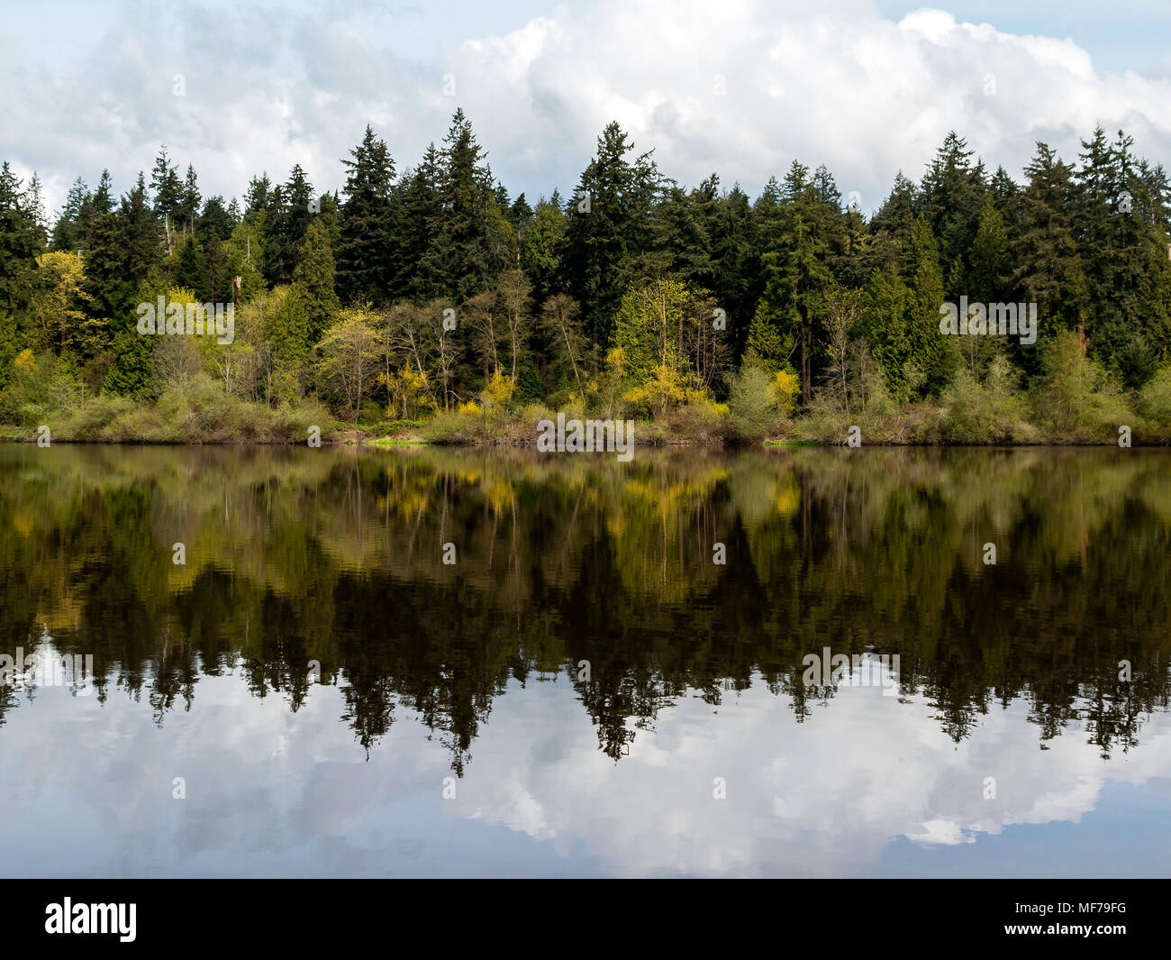 trees reflecting in the lost lagoon at stanley park in vancouver Stock Photo