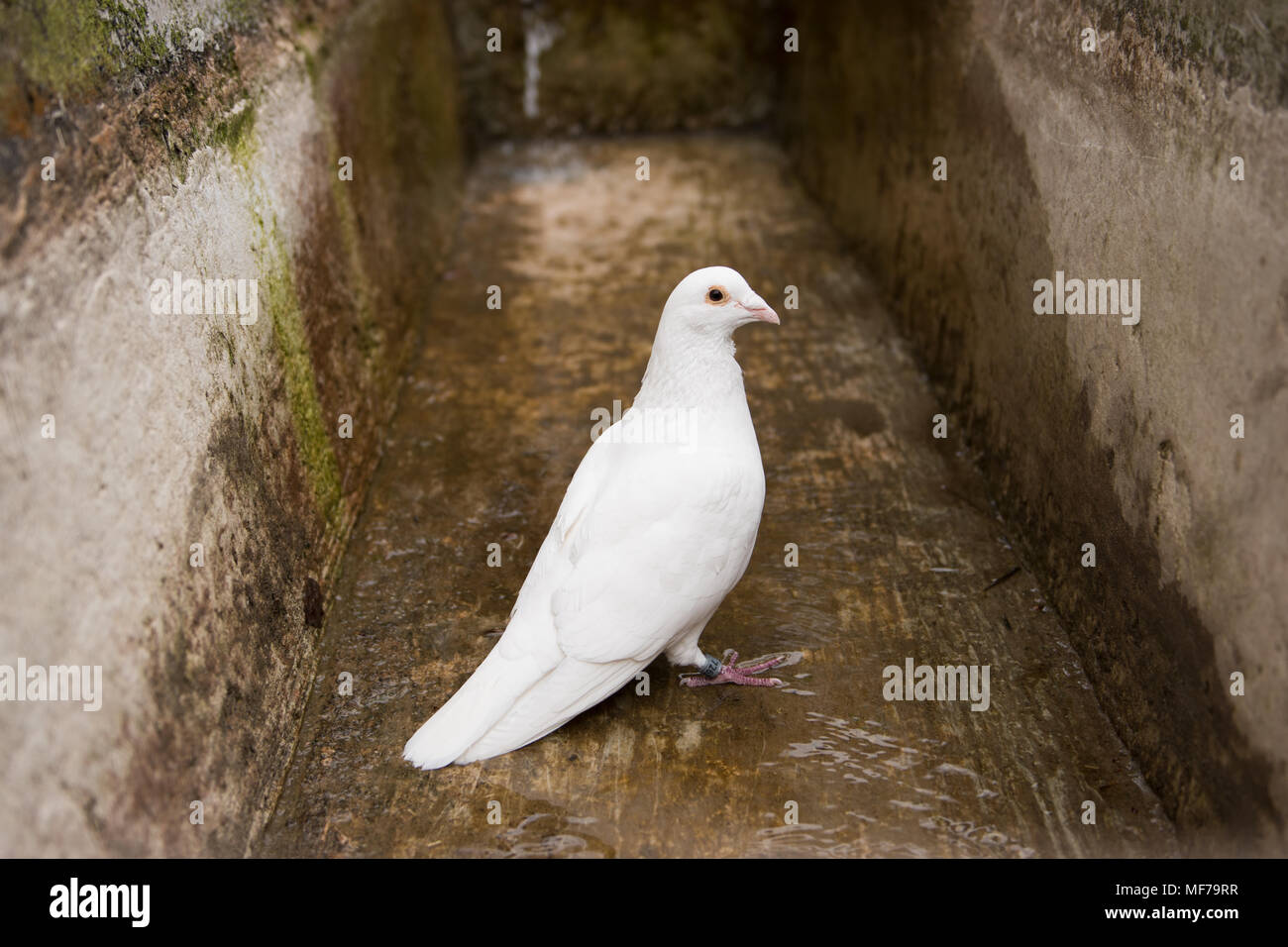 White dove, pigeon Stock Photo Alamy