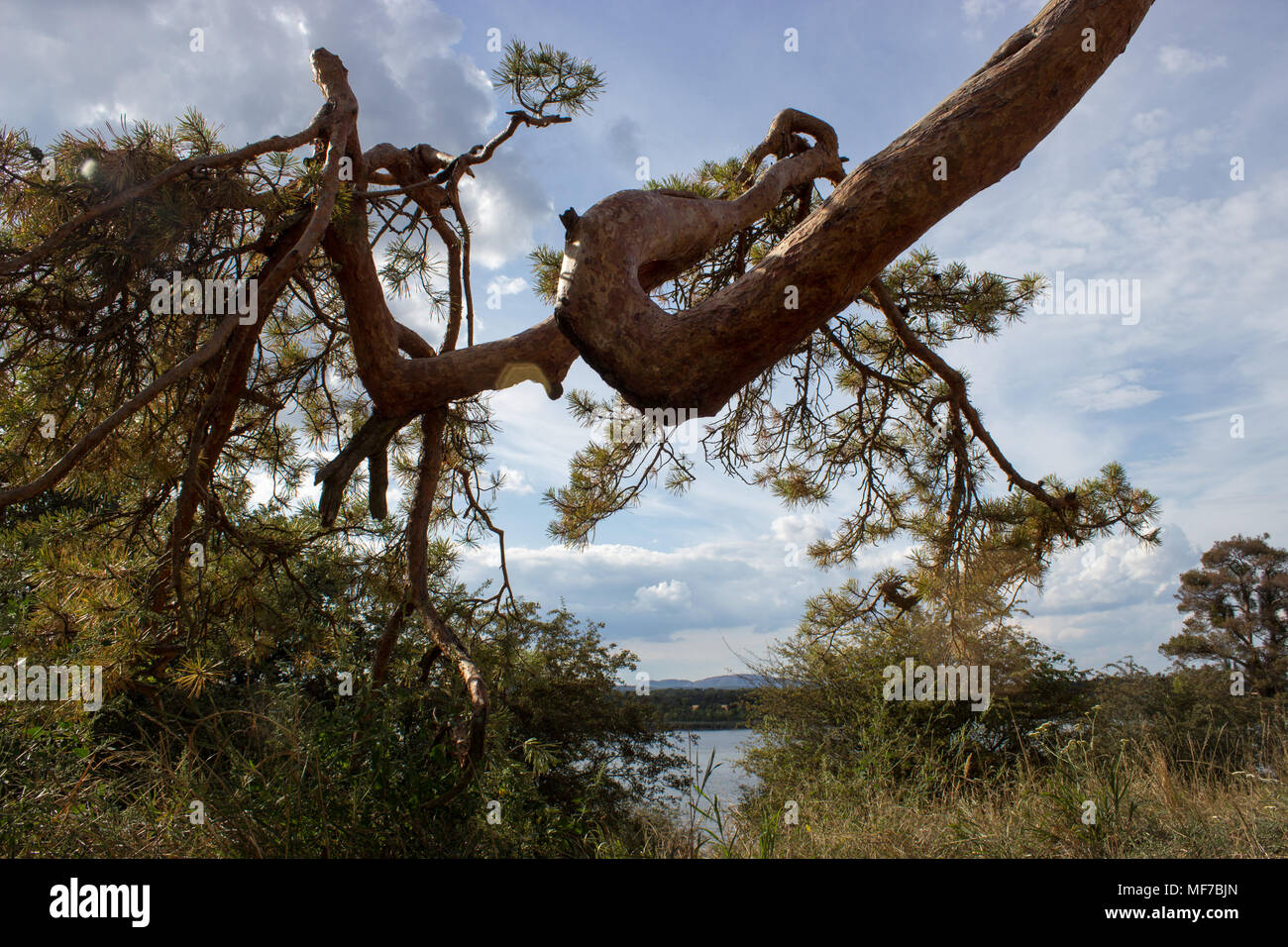 View of the lake. A coniferous tree stands in the foreground. The background is a blue sky with white clouds. Stock Photo