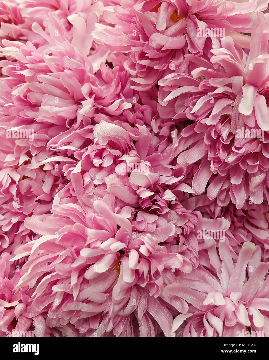 Background of Artificial Pink Chrysanthemum Flowers for Home and Building Decoration. Stock Photo