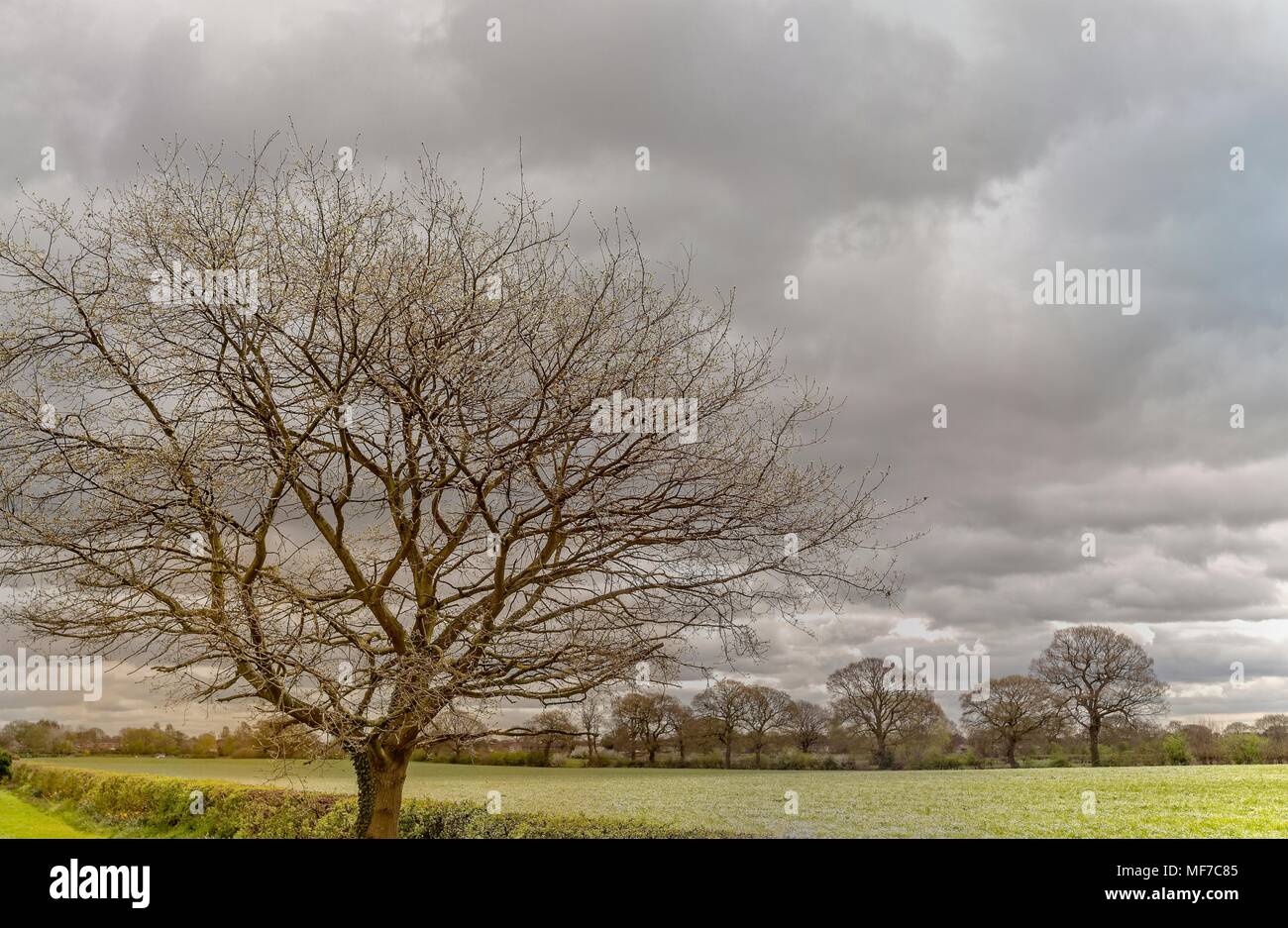 Spring budding oak tree hi-res stock photography and images - Alamy