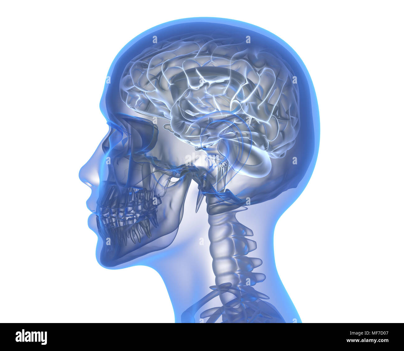 Human brain over white background. 3D illustration Stock Photo