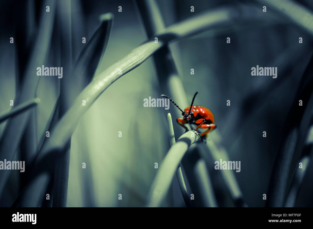Lily leaf beetle on blade of grass Stock Photo