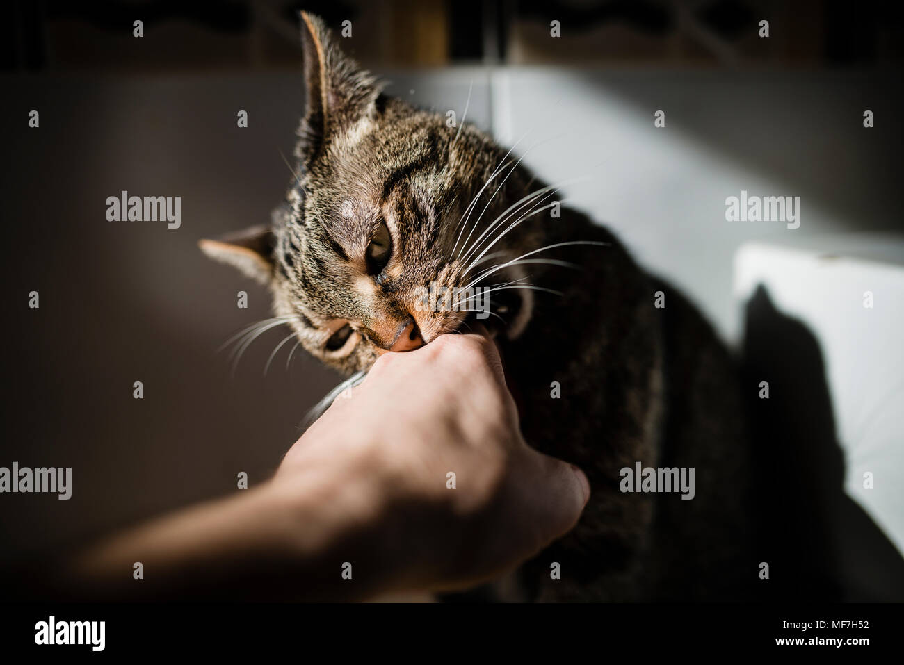 Tabby cat biting hand of owner Stock Photo