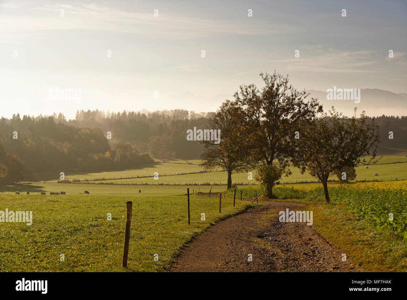 Germany, Bavaria, Upper Bavaria, Icking, landscape at morning light Stock Photo
