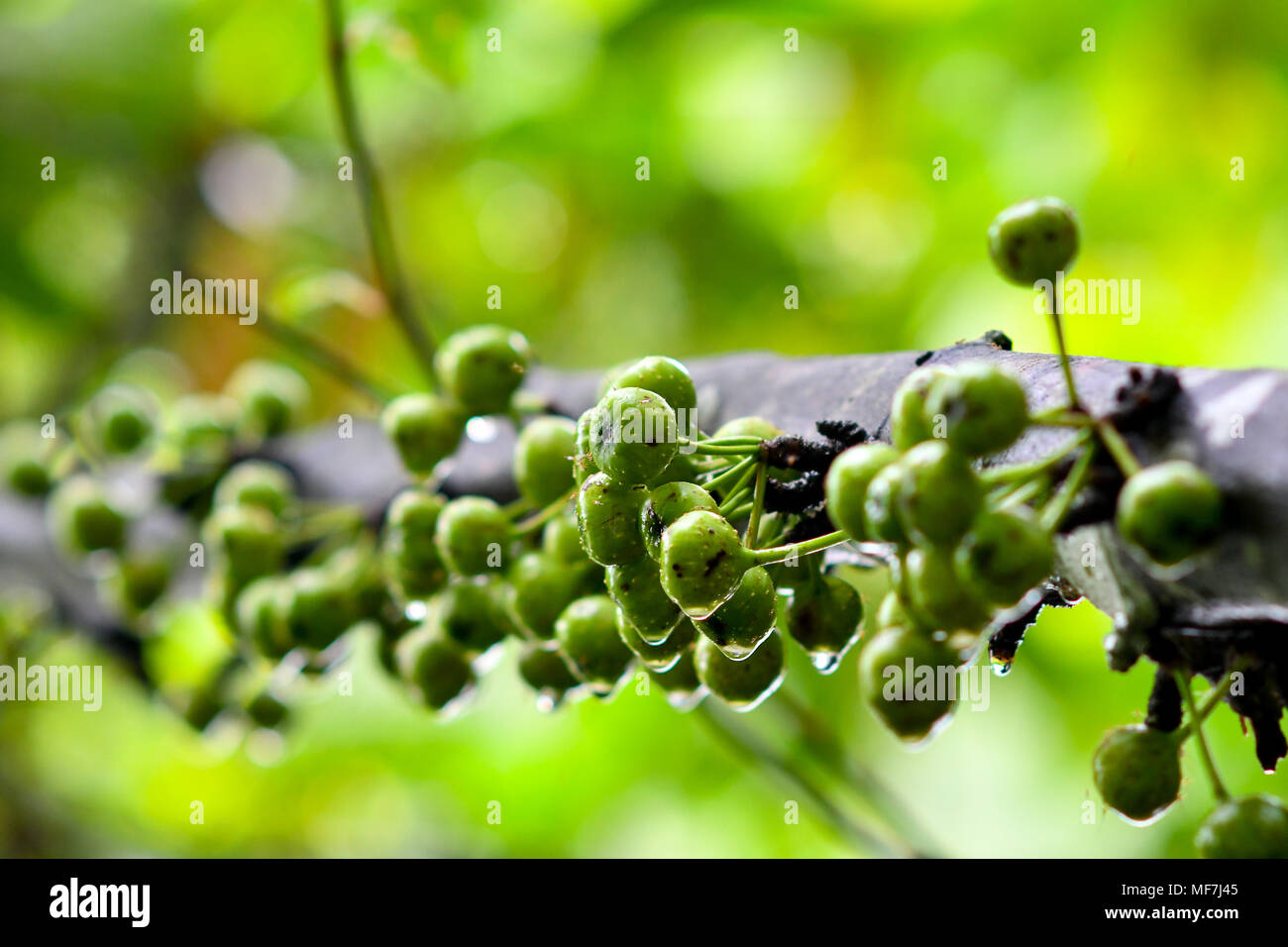 tiny green fruits grow on tree Stock Photo