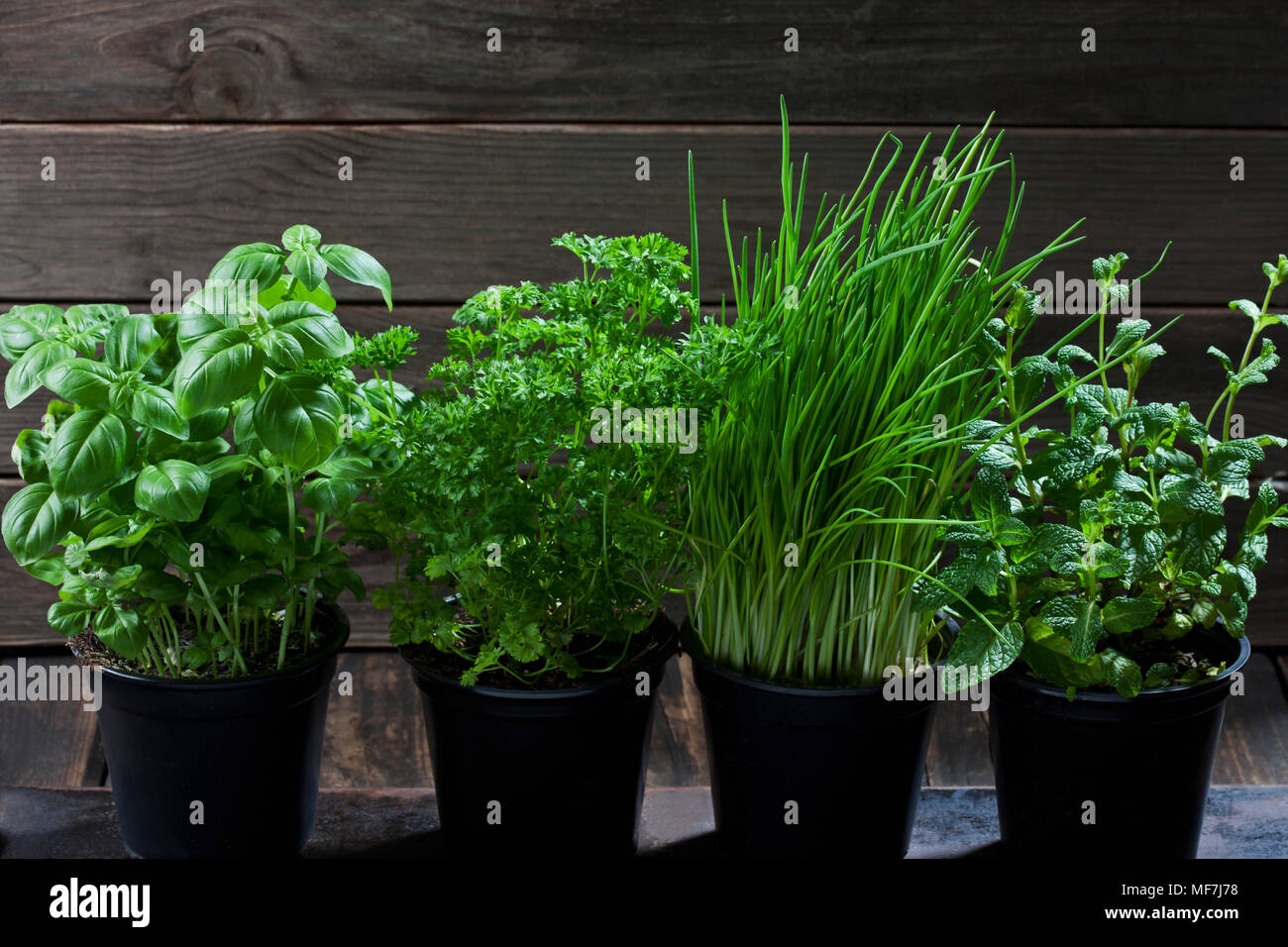 Four flowerpots with various herbs Stock Photo