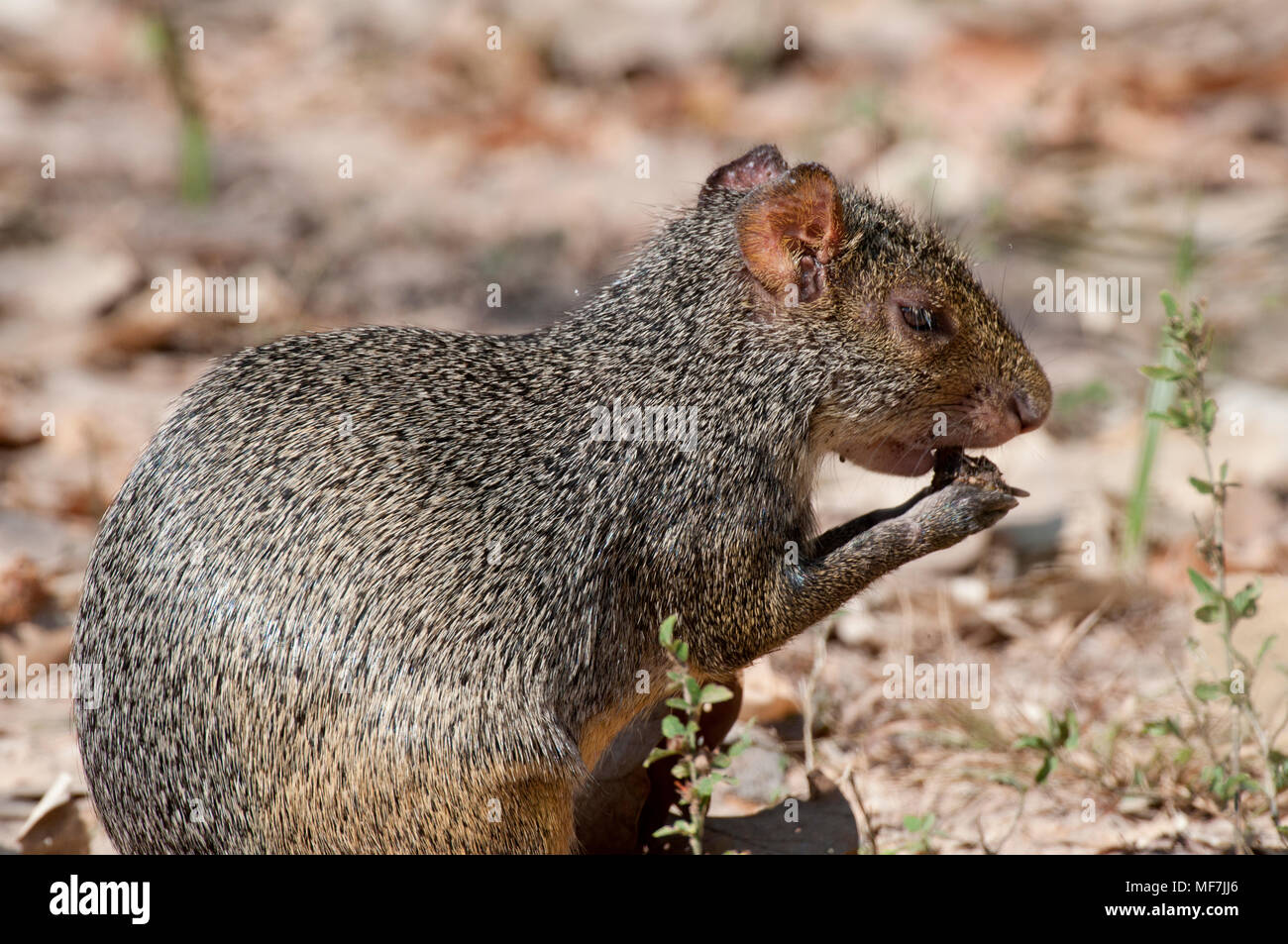 Agouti (Dasyprocta azarae) feeding in The Pantanal Brazil Stock Photo