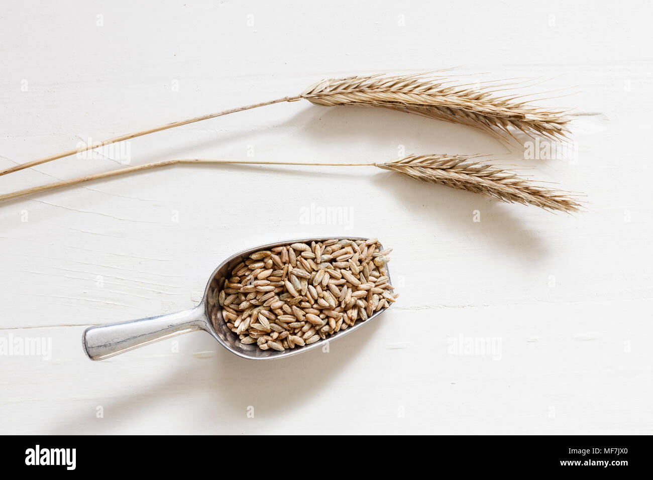 Two rye spikes and shovel of rye grains on light background Stock Photo