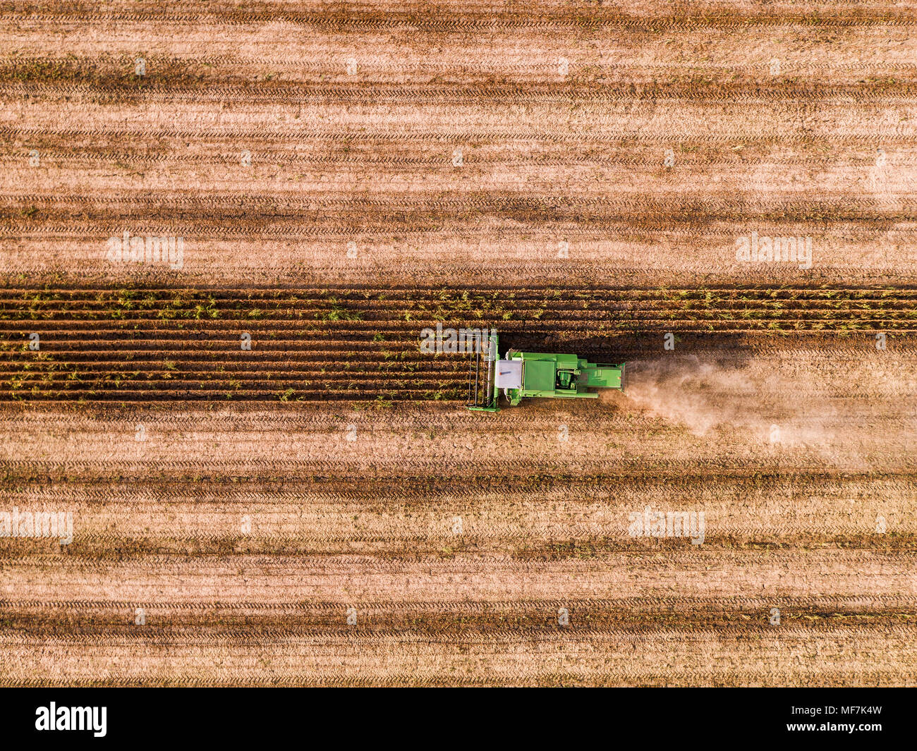 Combine harvester on a field of wheat, aerial view Stock Photo - Alamy