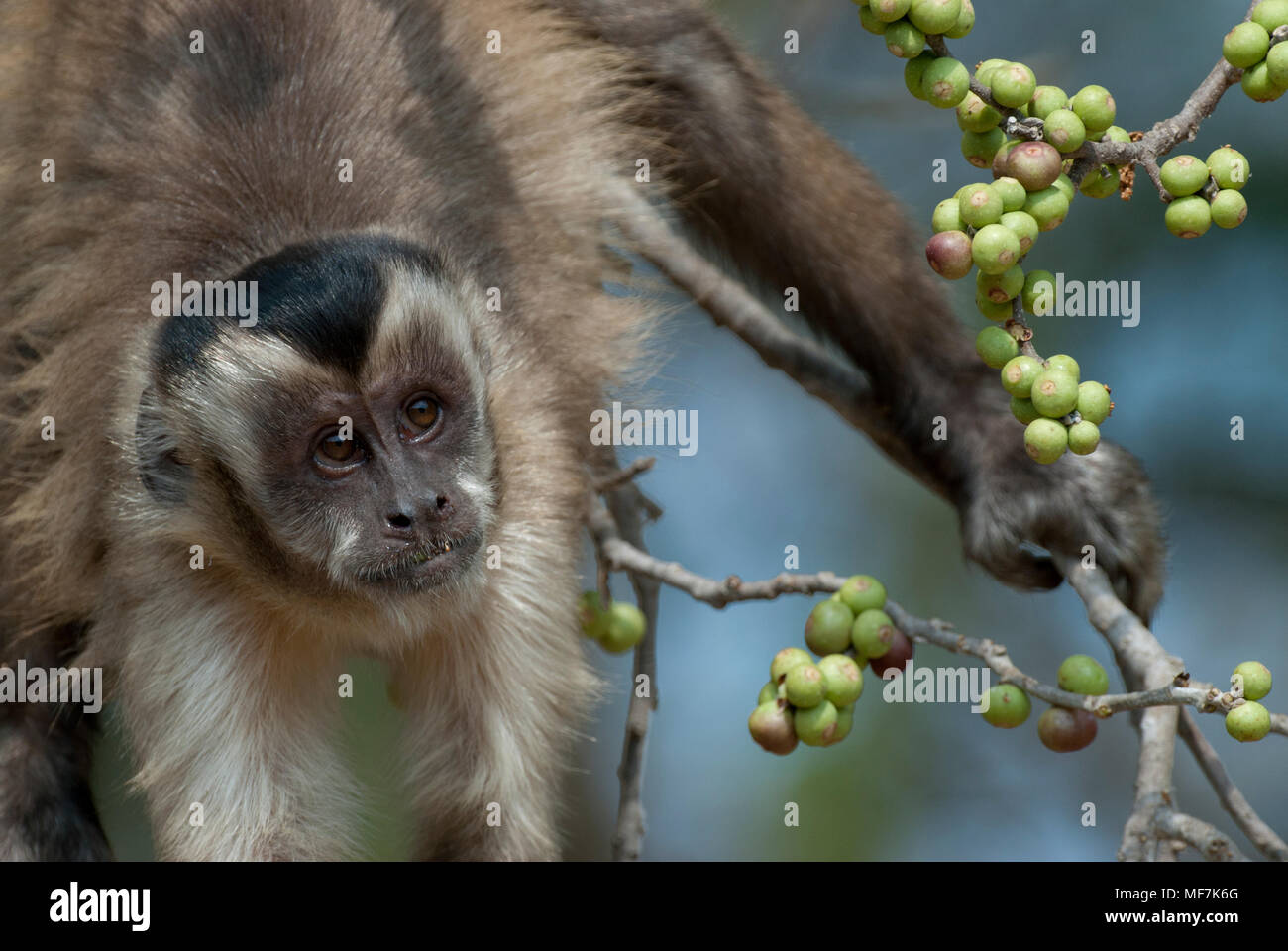 Black-striped (aka bearded) capuchin feeding on palm nuts Stock Photo